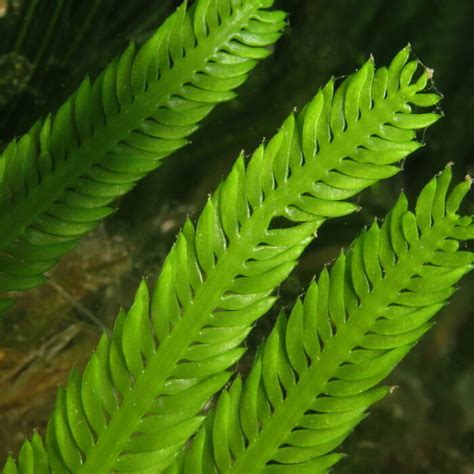 Caulerpa taxifolia - Biologia marina del Mediterraneo