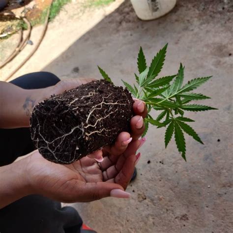 Homegrown ganja blooms for farmers - Trinidad and Tobago Newsday