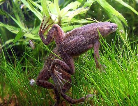 Dwarf African Frog Hymenochirus curtipes | AzGardens.com