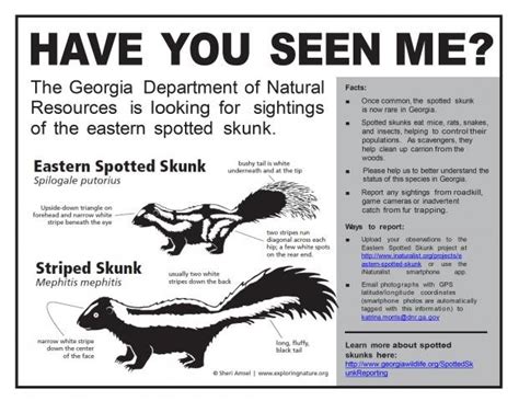 Stinky Handstands and Other Eastern Spotted Skunk Facts - Georgia ...