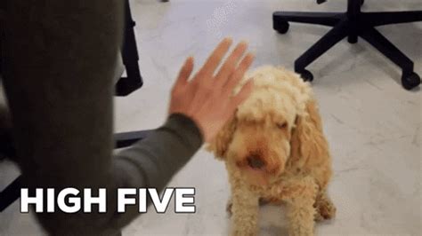 Dog High Five GIFs - Get the best GIF on GIPHY