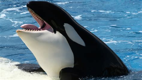 orca whale Wallpapers HD / Desktop and Mobile Backgrounds