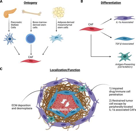 Cancer-associated fibroblasts in pancreatic ductal adenocarcinoma ...