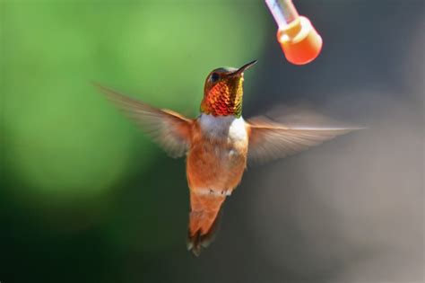 Rufous Hummingbird Migration (All You Need To Know) - Birds Fact