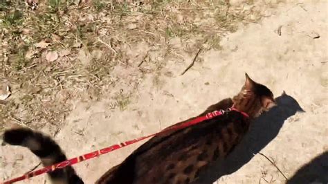 BENGAL CAT WALKING IN THE FOREST - YouTube