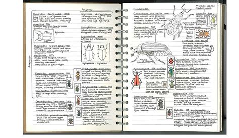 How to make and use a nature journal to record your wildlife observations | Natural History Museum