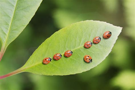 Garden Insect Pests and What to Do About Them