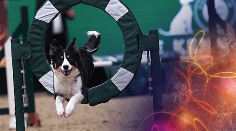 Dog Agility | London International Horse Show