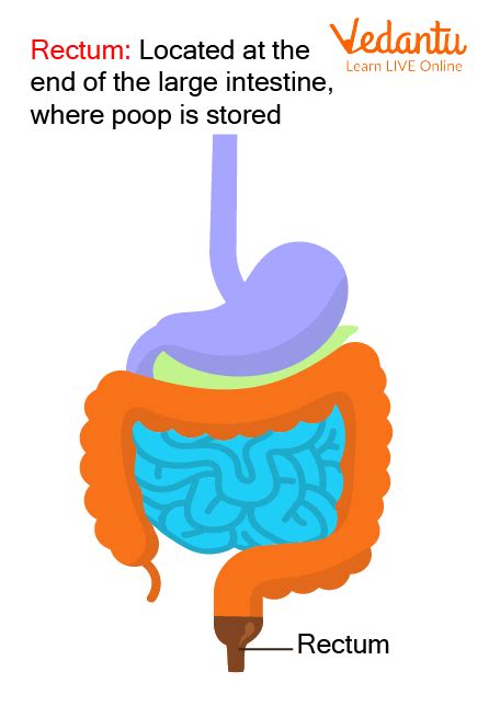 Where is Poop Stored: Learn Definition, Properties and Facts