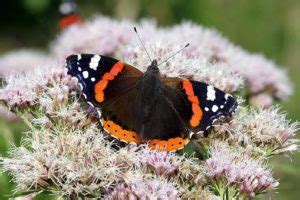 Red Admiral Butterfly Life Cycle | EDEN'S GARDEN