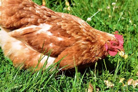 Top 7 Chicken Feed Brands