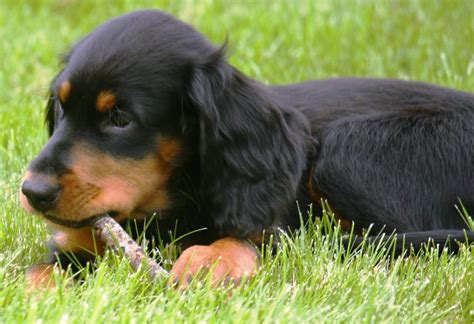 Training Gordon Setter Puppies