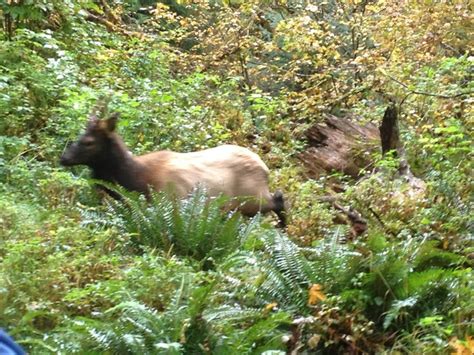 This was in the Hoh forest. Washington | Forest, Animals, Washington