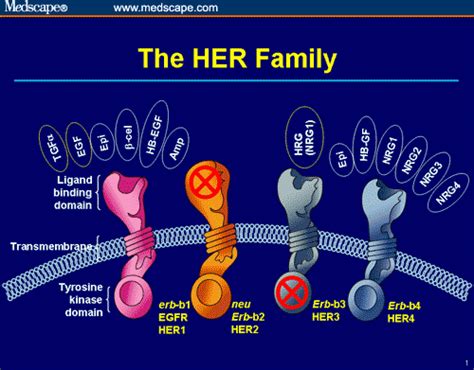 Adjuvant Therapy for HER2-Positive Breast Cancer