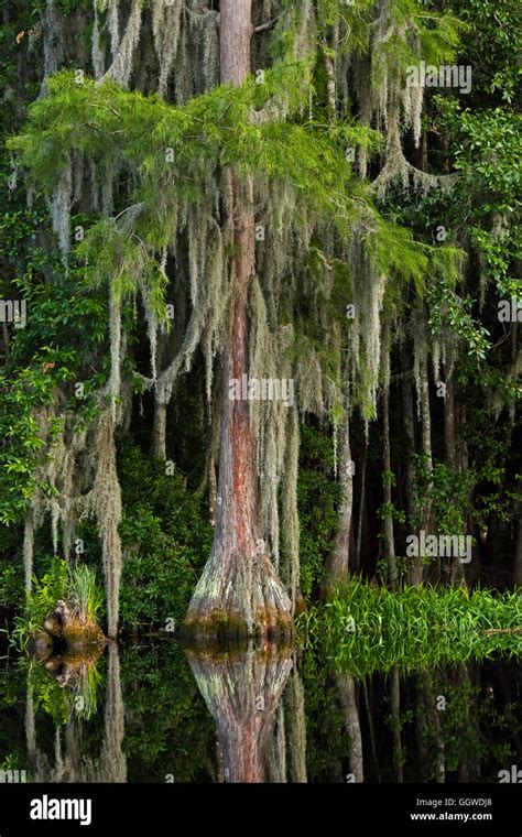 BALD CYPRESS trees in the OKEFENOKEE SWAMP National Wildlife Refuge ...