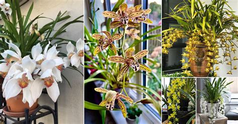 24 Best Cymbidium Orchid Varieties | How to Grow It