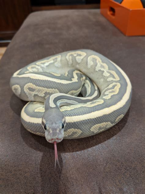 Tongue out Tuesdays!! : r/ballpython