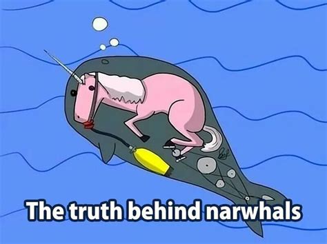 Narwhal image by Yaelis Morales on memes | Narwhal facts, Funny