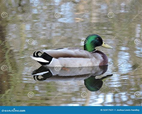 Duck on Water with Ripple and Reflection. Stock Image - Image of present, duck: 52417631