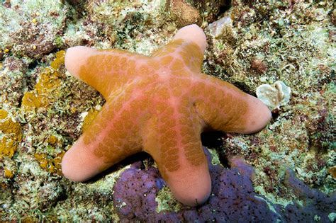 Sea Stars and Starfish of the Great Barrier Reef KSLOFLiving Oceans ...