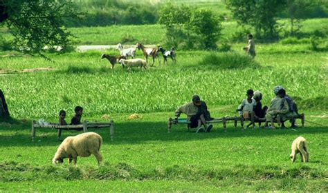 Beauty of Simple Pakistani Village - Karamat Adeel