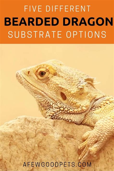 Bearded Dragon Substrate Options [Video] | Bearded dragon substrate, Bearded dragon habitat ...