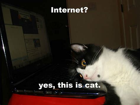 HD wallpaper: cat, computer, funny, grumpy, humor, Internet, meme, quote | Wallpaper Flare