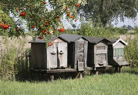 29 Beautiful Backyard Bee Hives