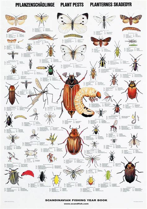 Buy Plant Pests Poster online here | Linaa