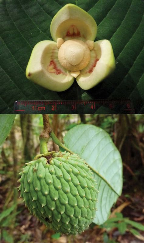 Annona caesia G. E. Schatz, C. Ramos & O. Ortiz. —A. Flower. —B. Fruit.... | Download Scientific ...