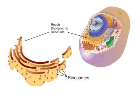 CC | Cell component spotlight - The ribosome!