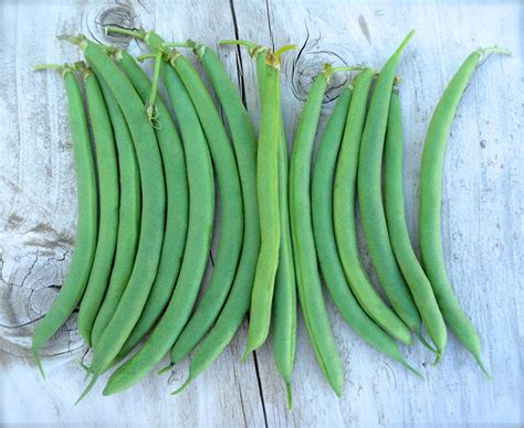 SALE Blue Lake Pole Bean Heirloom Seeds