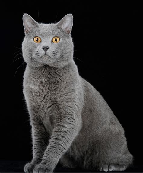 Chartreux - Nature en images