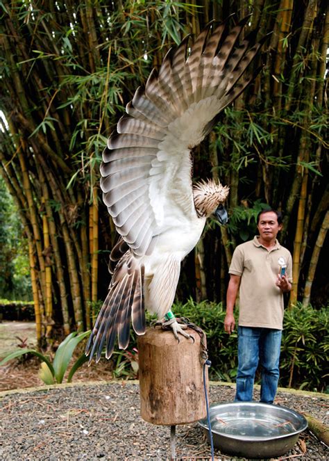 Philippine Eagle Size