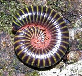 Myriapoda