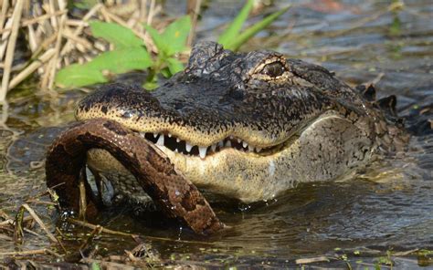 Framed Alligator Eating Snake, Wildlife Photography From Florida - Etsy