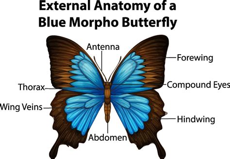 External Anatomy of a Blue Morpho Butterfly on white background 2173941 ...