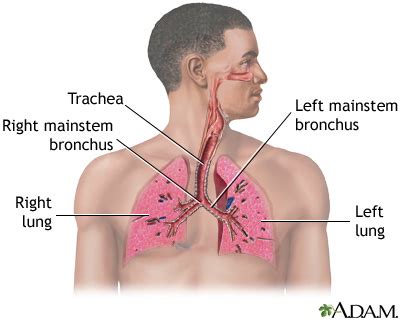 Respiratory system: MedlinePlus Medical Encyclopedia Image