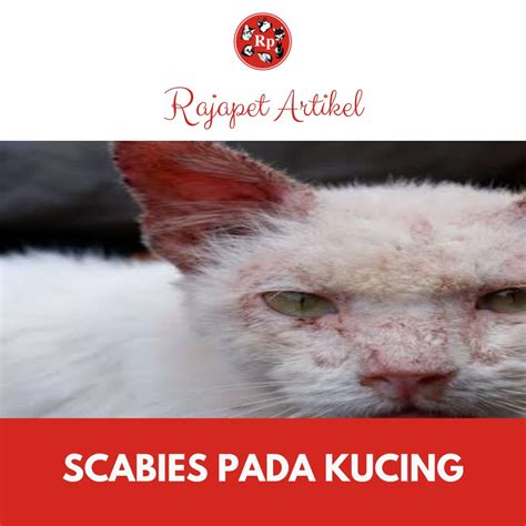 ( CAT - KUCING ) APA ITU SCABIES PADA KUCING | Raja petshop