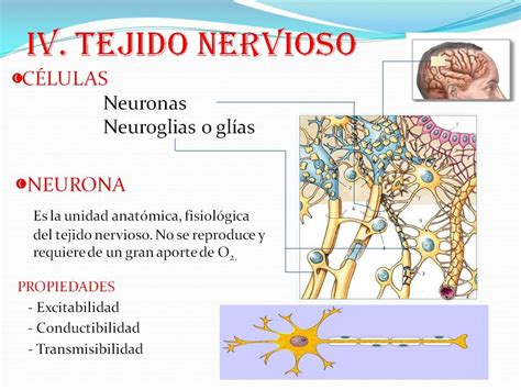 Resultado de imagen de tejido nervioso | Tejido nervioso, Nervioso ...