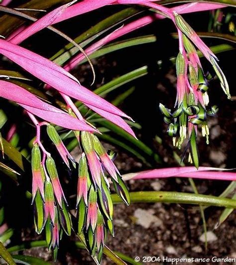 PlantFiles Pictures: Billbergia Bromeliad Species, Friendship Plant, Queen’s-Tears (Billbergia ...