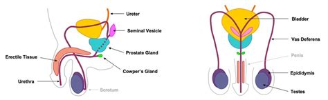 Labeled Male Reproductive System Diagram - ClipArt Best