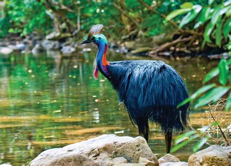 Cassowary in the Daintree Rainforest | Rainforest animals, Daintree rainforest, Australia animals