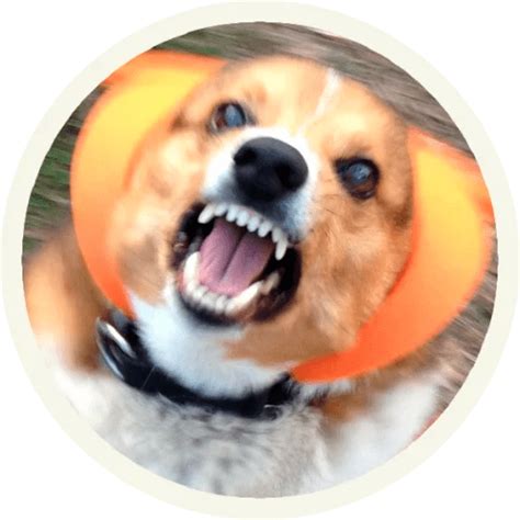 Sticker Maker - Funny corgi