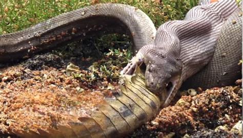 This snake vs crocodile fight is no less than Wrestle Mania; it lasted ...