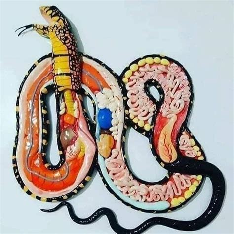 Male Snake Anatomy