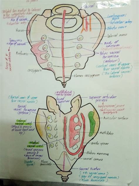 Distinguish Between the Posterior Sacral Foramina and the Sacral Canal