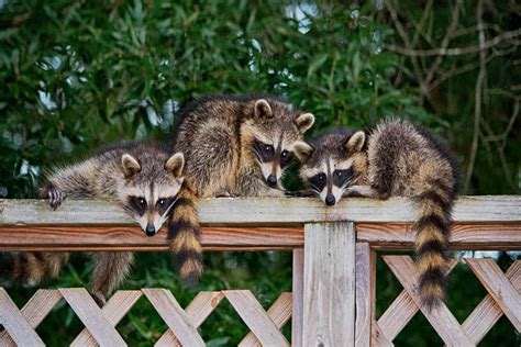 Do Racoons Eat Koi Fish? Yes, if your pond isn't protected