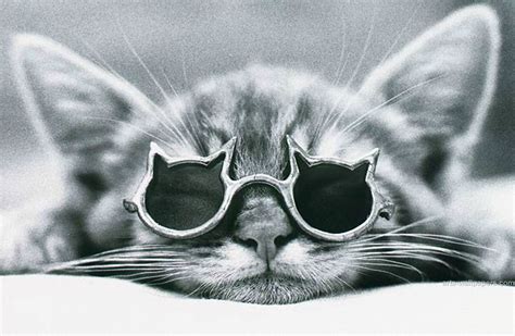 Like my cool cat glasses! ♥ | Cats, Cool cats, Cute cats