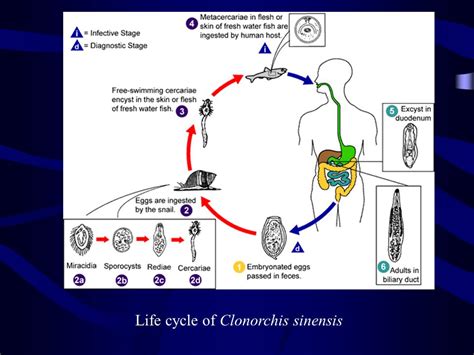 Introduction to tromatodes - ppt video online download